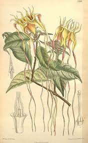 Image result for Strophanthus eminii