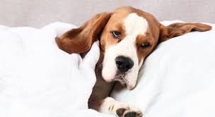 Why Do Dogs Vomit Yellow 5 Common Causes Proud Dog Mom In 2020 Dog Coughing Dog Throwing Up Dog Friends
