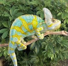 We did not find results for: Premium High Color Baby Veiled Chameleon For Sale Sky Bloodline Fl Chams