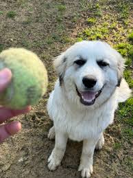 Edit: Belle has came home. Thank you to everyone who shared. Lost beagle  her name is Belle. She is feral very terrified of people non-aggressive  will most likely run away from you.