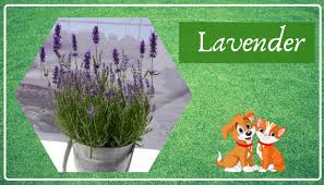 Many people love to keep lavender around the house and use products that contain lavender flowers or lavender oil. 5 Plants And Flower Poisonous To Cats And Dogs