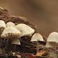 Fungi Identification for Improvers in the Field event image