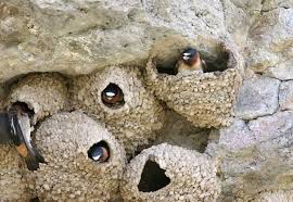 Birds That Make Nests Out Of Mud Wild Birds Of The 21st Century Summer 2009 Report Pet Birds Bird Species Birds