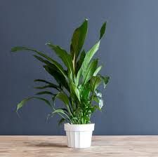 Image result for Spathiphyllum