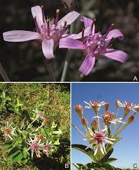 Image result for Pleiotaxis argentea