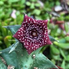 Image result for Orbea carnosa