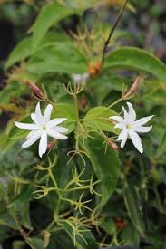 Image result for Jasminum pauciflorum