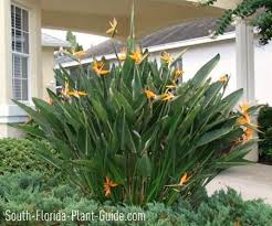 Hoe and shovel a central florida garden blog. 44 South Florida Gardening Zone 10 Ideas Florida Gardening Florida Plants Florida Landscaping