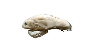 The coelacanth (latimeria chalumnae) is a «living fossil» that was believed to be extinct from the time of the dinosaurs until the first rediscovery observed scientifically in 1938. Coelacanth A Giant Fish That Lives Deep In The Ocean Can Live For Almost A Century Industry Update Com