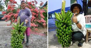 Buah pisang adalah salah satu buah yang memiliki banyak akan manfaat. Formula Baja Buah Cikgu Pencen Ni Boleh Hasilkan Lebih 20 Sisir Pisang Satu Tandan Impiana