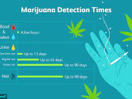 Regular marijuana use can lead to dependence and withdrawal. How Long Does Marijuana Stay In Your System