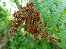 Image result for Ampelocissus