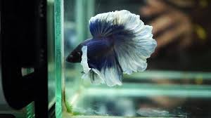 Cara perawatan aquarium ikan hias yang benar. Aquarium Ikan Hias