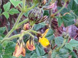 Image result for Hermannia seineri