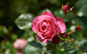 Noch weitgehend in der winterlichen ruhephase, und ein verpflanzen bedeutet für sie. Rosen Im Fruhjahr Pflegen Hinweise Von Meister Meister