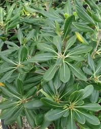 Image result for Pittosporum tobira