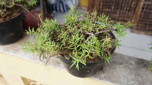 We did not find results for: 22 Jenis Tanaman Obat Yang Bisa Dibudidayakan Di Rumah Bukareview