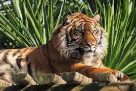 Comece por descobrir os os visitantes do jardim zoológico podem desfrutar de apresentações e atividades que promovem a. Covid 19 Em Animais Oito Felinos Infectados Num Jardim Zoologico Americano Executive Digest