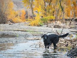 Start by scheduling a call with the photographer. Kamloops Dog Photography Photography By Sarah Underwood