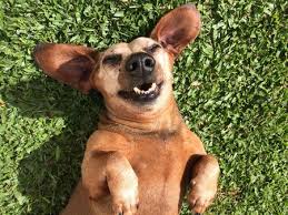 Mark wallace, b.s., d.v.m., m.s.trusted veterinarian for 35 years. Secret Training Dog Tips Baby Vet All About Pets