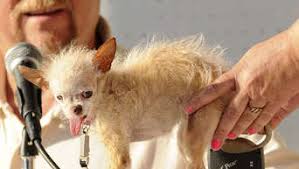Weitere ideen zu chihuahua, mischling, hunde. Chihuahua Mischling Zum Hasslichsten Hund Der Welt Gekurt Welt
