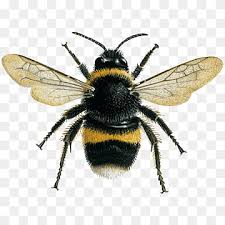 Bumble bees of the eastern united states is an indispensable new bumble bee identification resource for the eastern united states. Carpenter Bee Png Images Pngwing