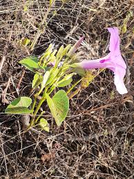 Image result for Ipomoea asarifolia