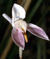 Image result for Disperis katangensis