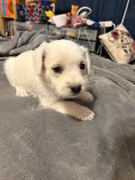 This guy (he is a stray) was dropped off at the veterinary hospital I work  for (around tanque verde- across from udall park), intact male- seems about  a year or so old.
