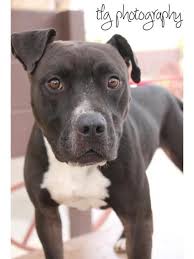 Las vegas 5165 s fort apache rd #185 las vegas nv 89148 (702) 448 1717. Adopt Rambo On Pitbull Terrier Pitbulls Pets