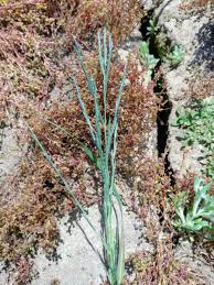 Image result for Leptochloa uniflora