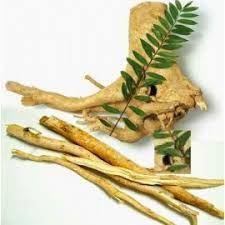 Tongkat ali is a powerful root extract from malaysia popular with athletes and men over 35 looking for added support of optimal t levels. Tongkat Ali