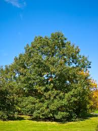 Quercus Velutina Wikipedia