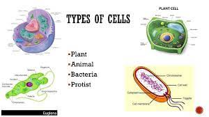 Maybe you would like to learn more about one of these? 7 L 3a 2 Analyze And Interpret Data From Observations To Describe Different Types Of Cells And Classify Cells As Plant Animal Protist Or Bacteria Ppt Download