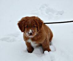 Tollers have a prey drive and will chase your cat. Die 43 Besten Ideen Zu Toller Goldendoodle Hunde Tiere Tiere Hund
