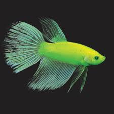 When added to your aquarium monthly, glofish water balance will provide. International Betta Congress Issues Glofish Betta Policy