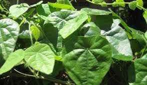 New 2020 seeds were harvested in october 2020. 20 Seeds Suong Sam Long Tropical Herb Na Buy Online In Sri Lanka At Desertcart