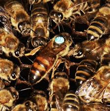 The Common Races Of Honey Bees Perfectbee