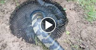 9 Most Dangerous Animal Traps Viral Chop Video Survival Dangerous Animals Animals Trap Art
