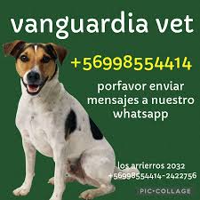 Clinica Veterinaria Vanguardia Animal