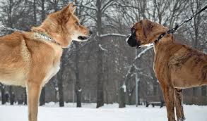 Even if one of them is there for a while. How To Make Dogs Get Along With Each Other 7 Tips On Making It Work