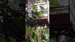 Transaksi jual beli melibatkan penjual dan pembeli. Burung Poksay Mandarin Di Jual Tyo Kroya Cilacap Youtube