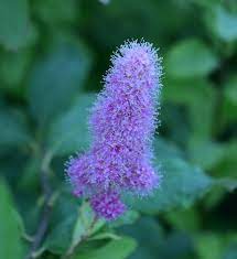 Wild Butterfly Bush So Pretty Butterfly Bush Flower Pictures Floral