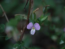 Image result for Canscora alata