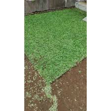 Tanpa perawatan yang baik, halaman hijau yang tadinya indah akan berubah menjadi hutan belantara. Harga Rumput Taman Terbaik Taman Perlengkapan Rumah Agustus 2021 Shopee Indonesia