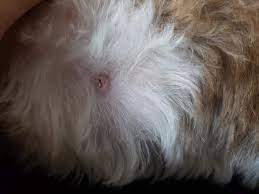 I few weeks ago I noticed that my dog had dry crust in her inverted nipple  so I removed it. Now her nipple is inflammed,