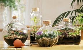 Glass Act Bottled Gardens Make Pretty Projects When It S Cold Outside Bottle Garden Terrarium Plants Terrarium