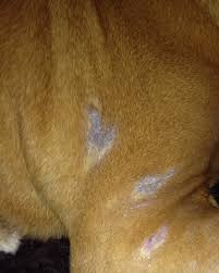 Black skin, black crusty skin and hperpigmentation How To Stop Hair Loss And Itching In Dogs From Yeast Overgrowth Pethelpful