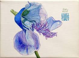 Image result for Disa baurii