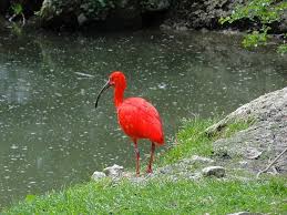 What is a four letter animal that starts with an ''i''? Ibis Bird Wildlife Nature Animal Flamingo Beak Animals In The Wild Red Feather Outdoors Pikist